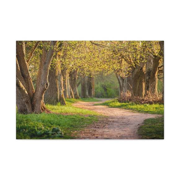 Tree Green Path Forest Nature Wilderness Photography Canvas Wall Art for Home De